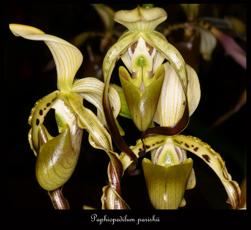 Paphiopedilum parishii